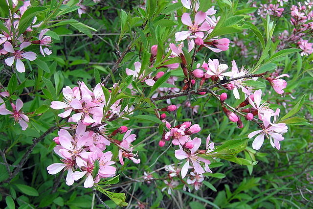 Dwarf russian almond, blooming