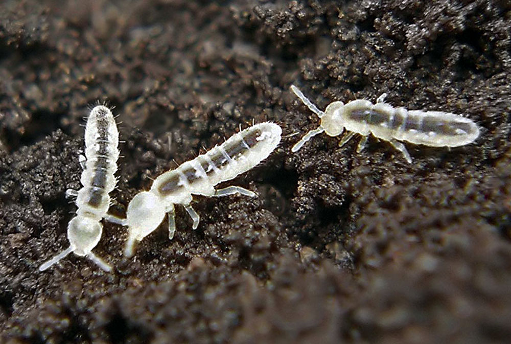 Springtails