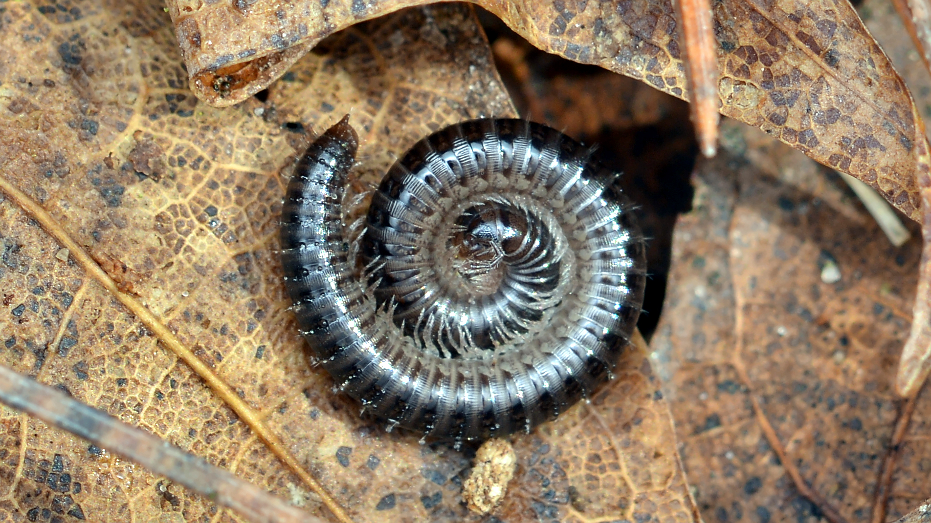 Millipede