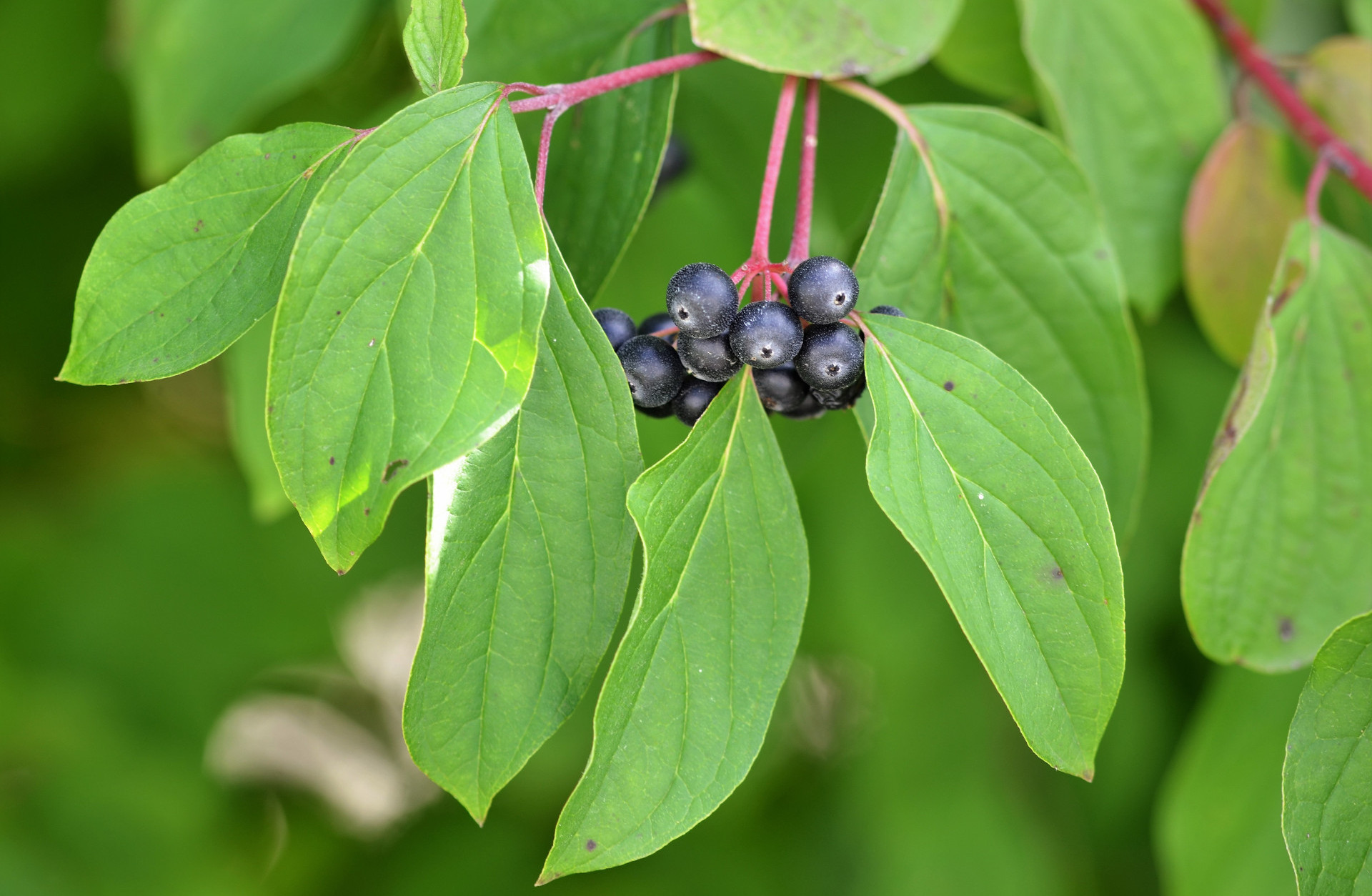 Dogwood