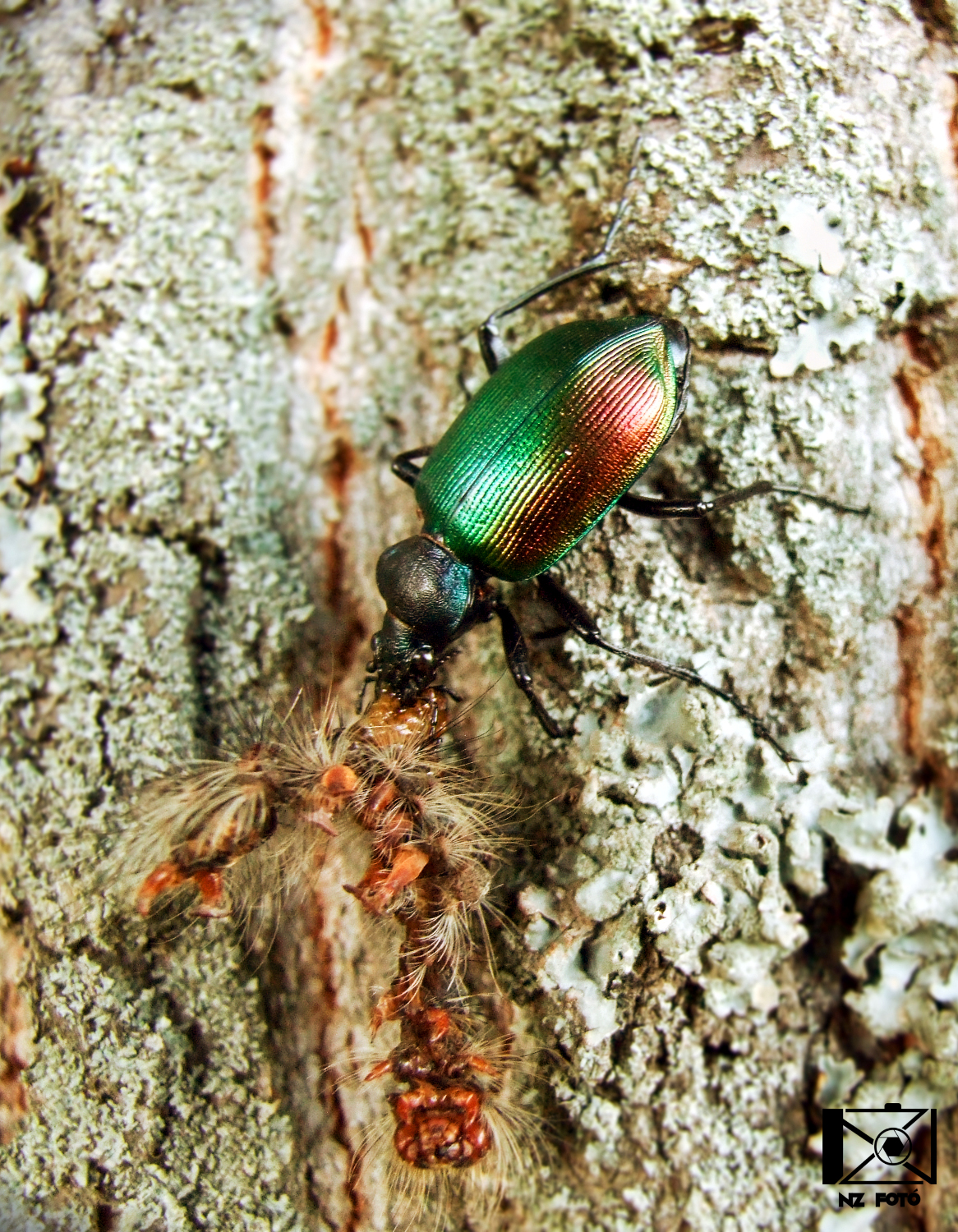 Forest caterpillar hunter with prey