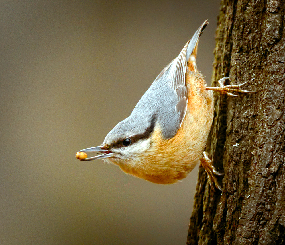 Nuthatch