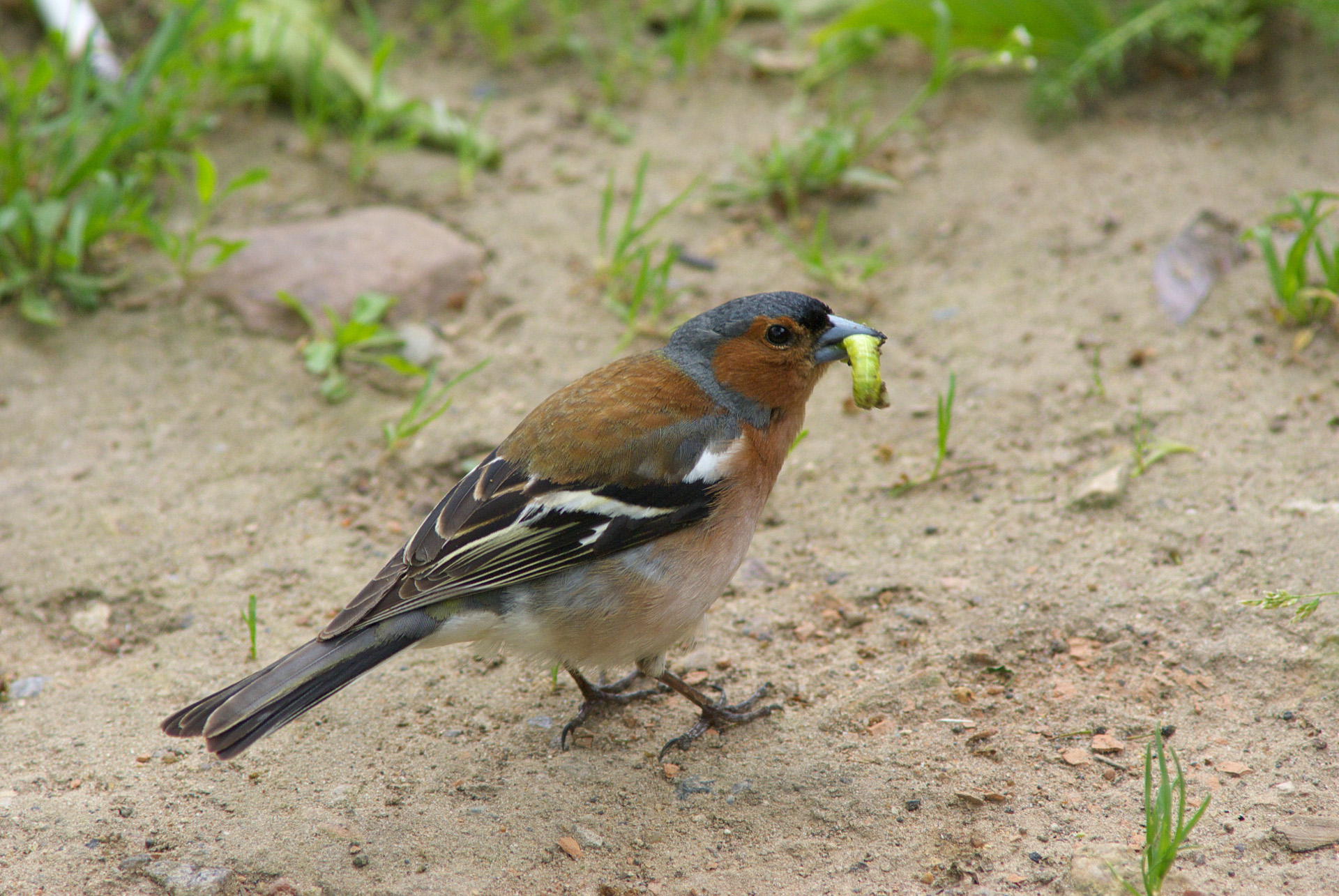 Chaffinch