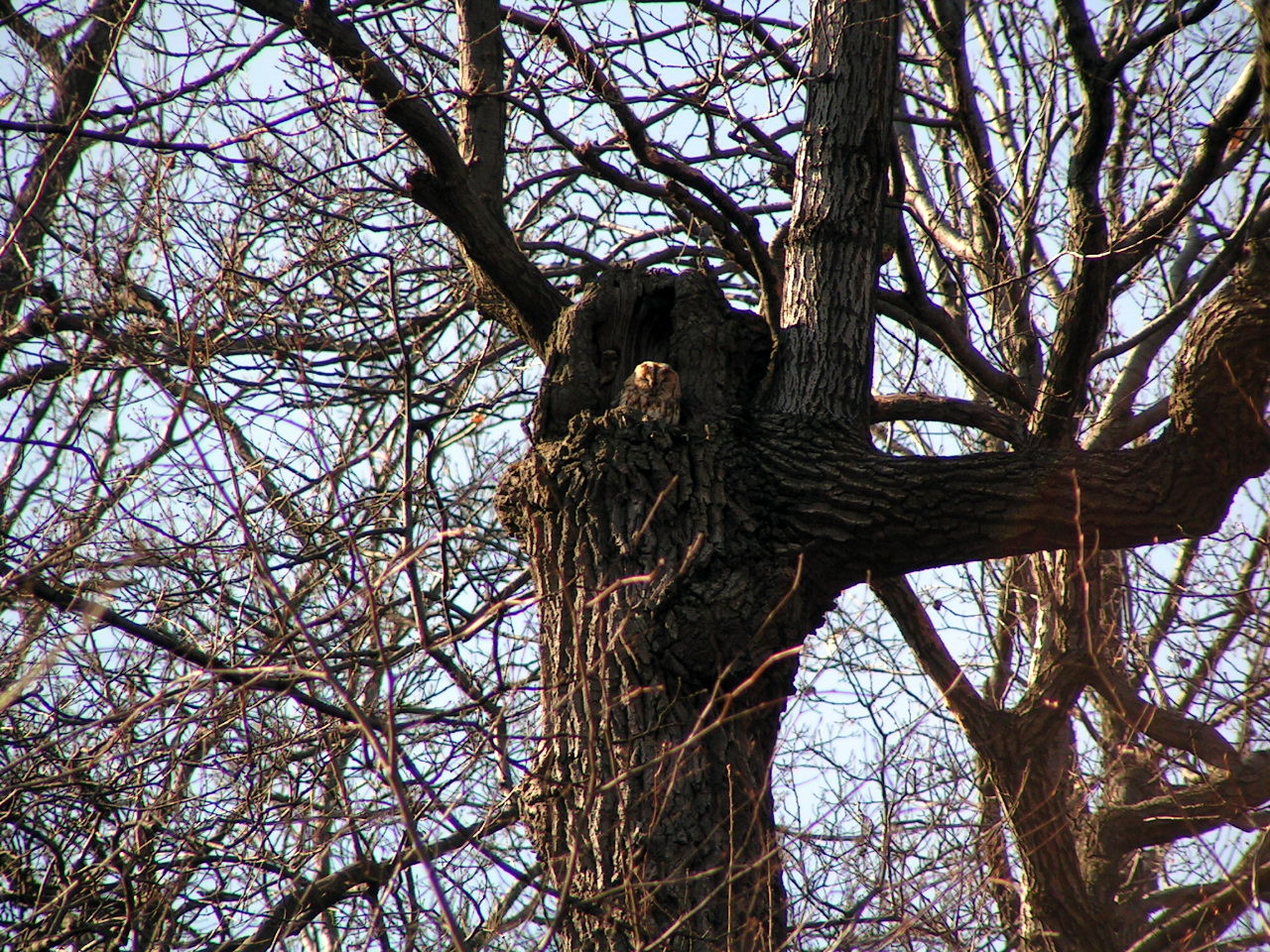 Tawny owl