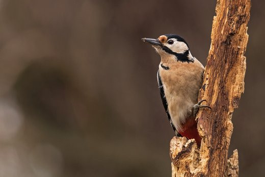 Woodpecker