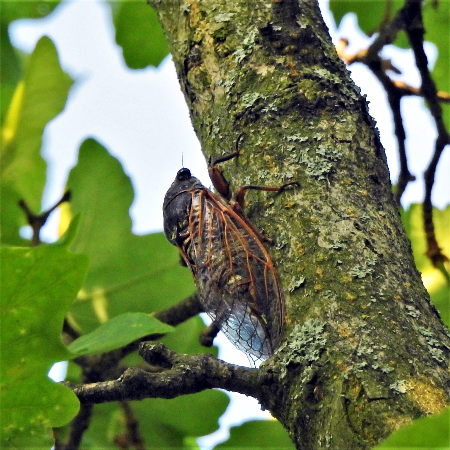 Red cicada