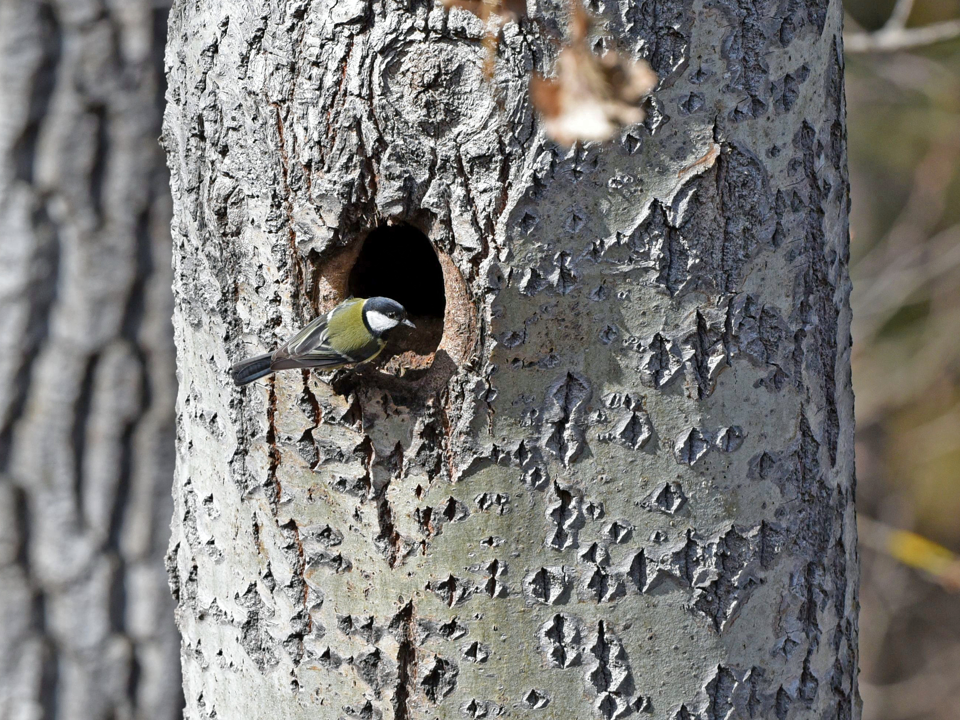 Great tit