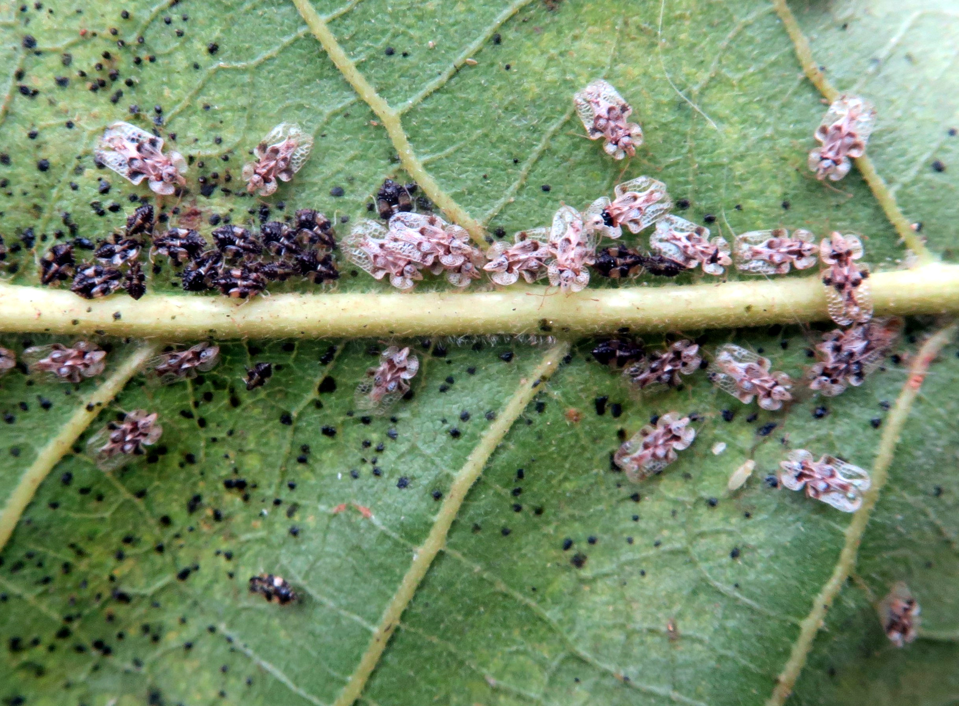 Oak lace bug