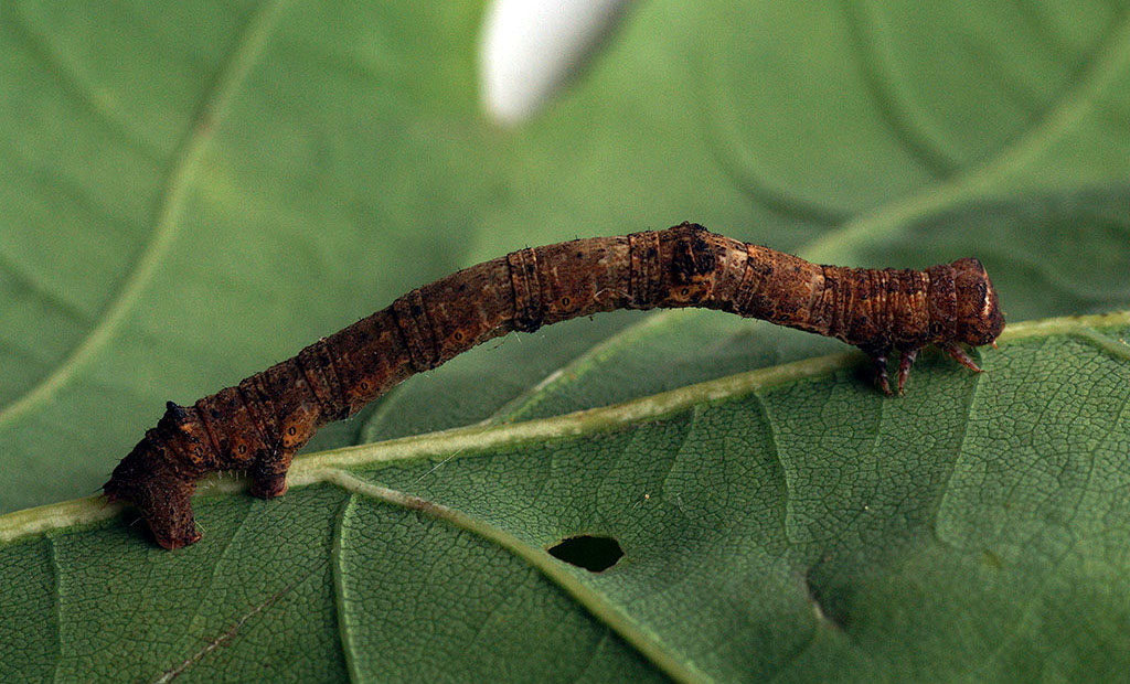 Caterpillar of the great oak beauty