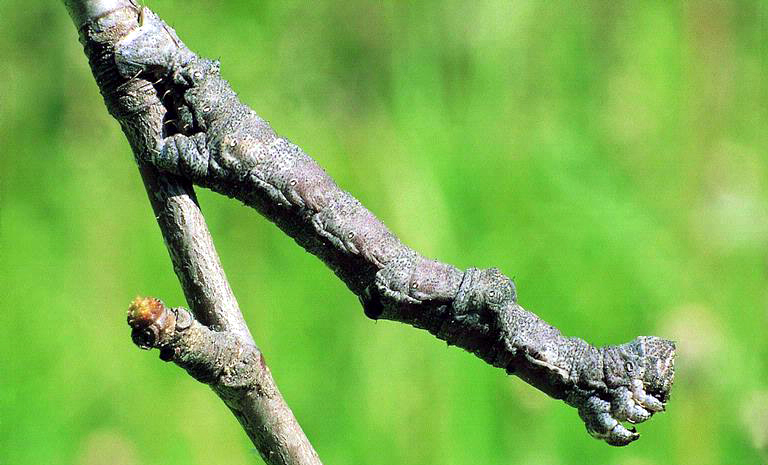 Caterpillar of the great oak beauty