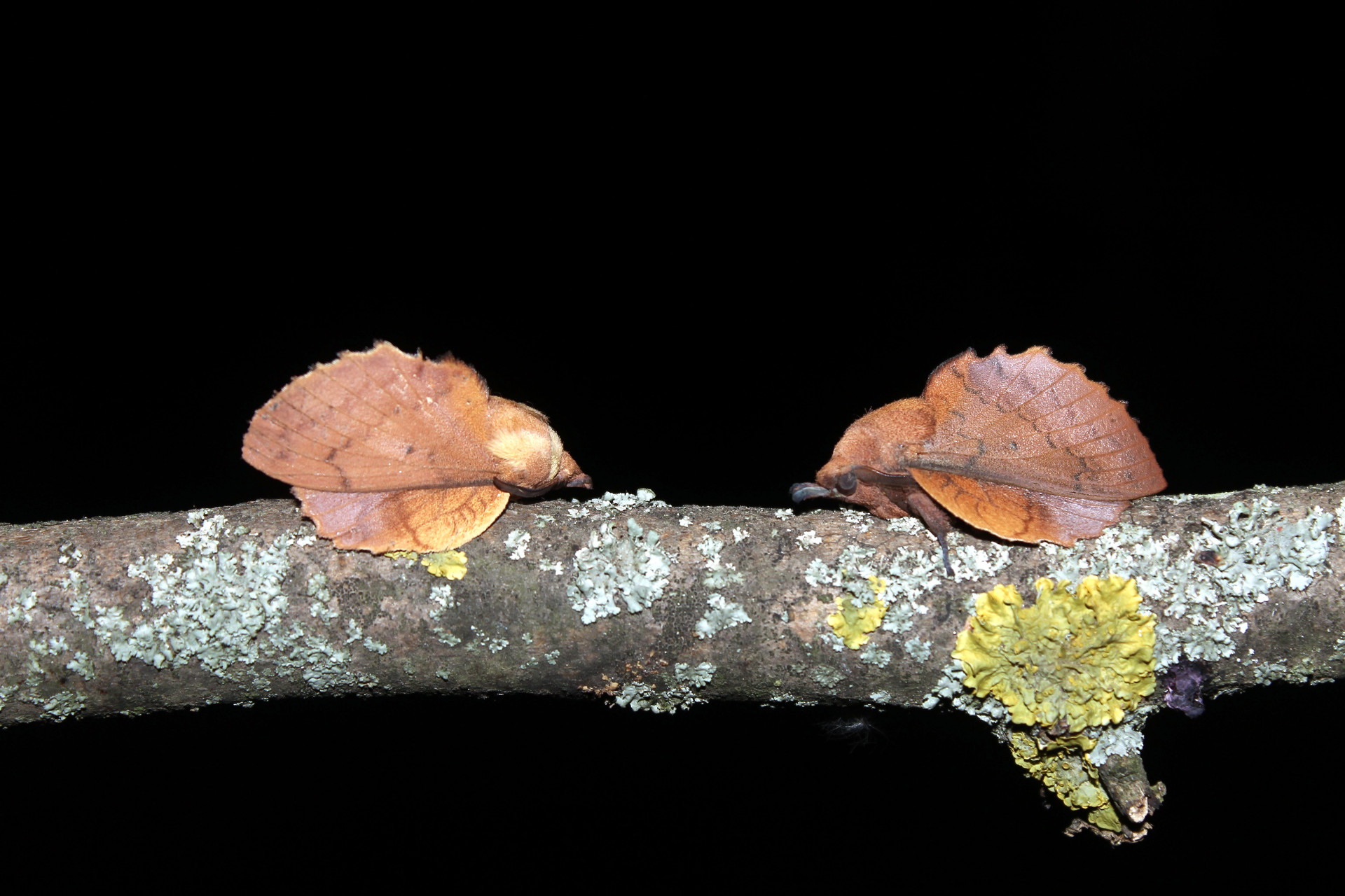 Meeting of lappet moths