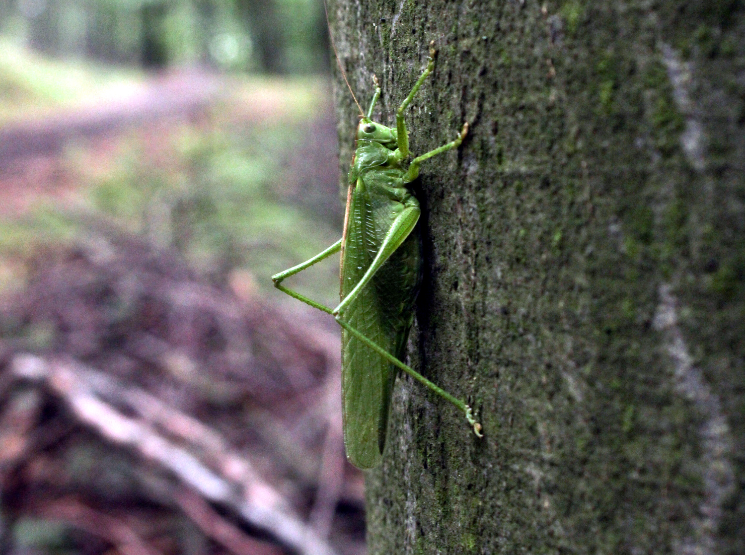 Great green bush-cricket